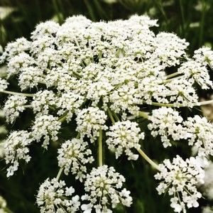 Meet your Posher, Margaret